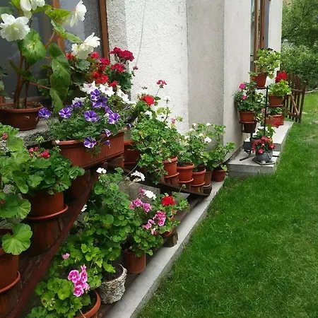 Emmy 特里格拉德