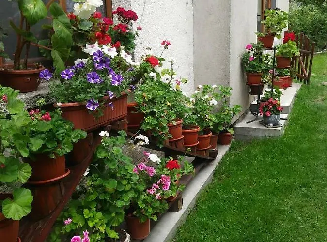 Emmy 特里格拉德