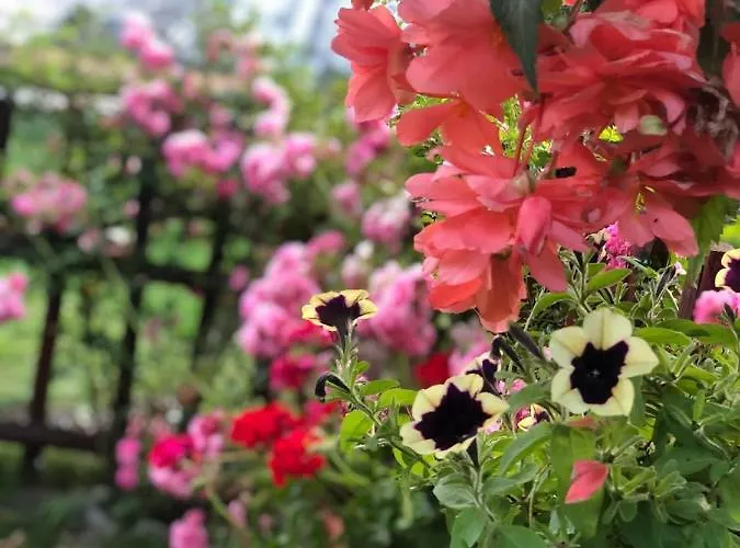 بيت ضيافة Emmy 3*